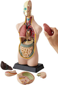 リアル人体解剖模型.jpg